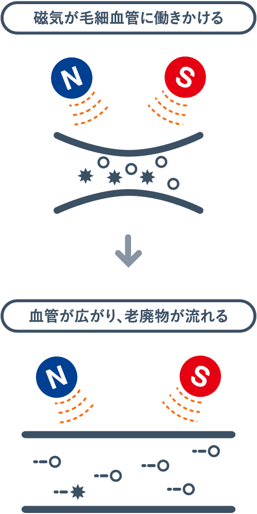 磁気が毛細血管に働きかける 血管が広がり、老廃物が流れる